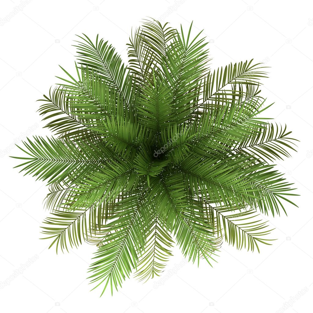 thai date palm