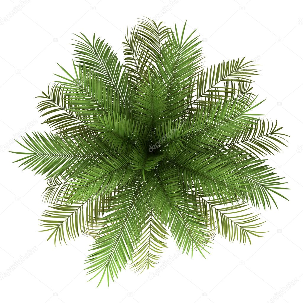 Top View Of Date Palm Tree Isolated On White Background — Stock Photo