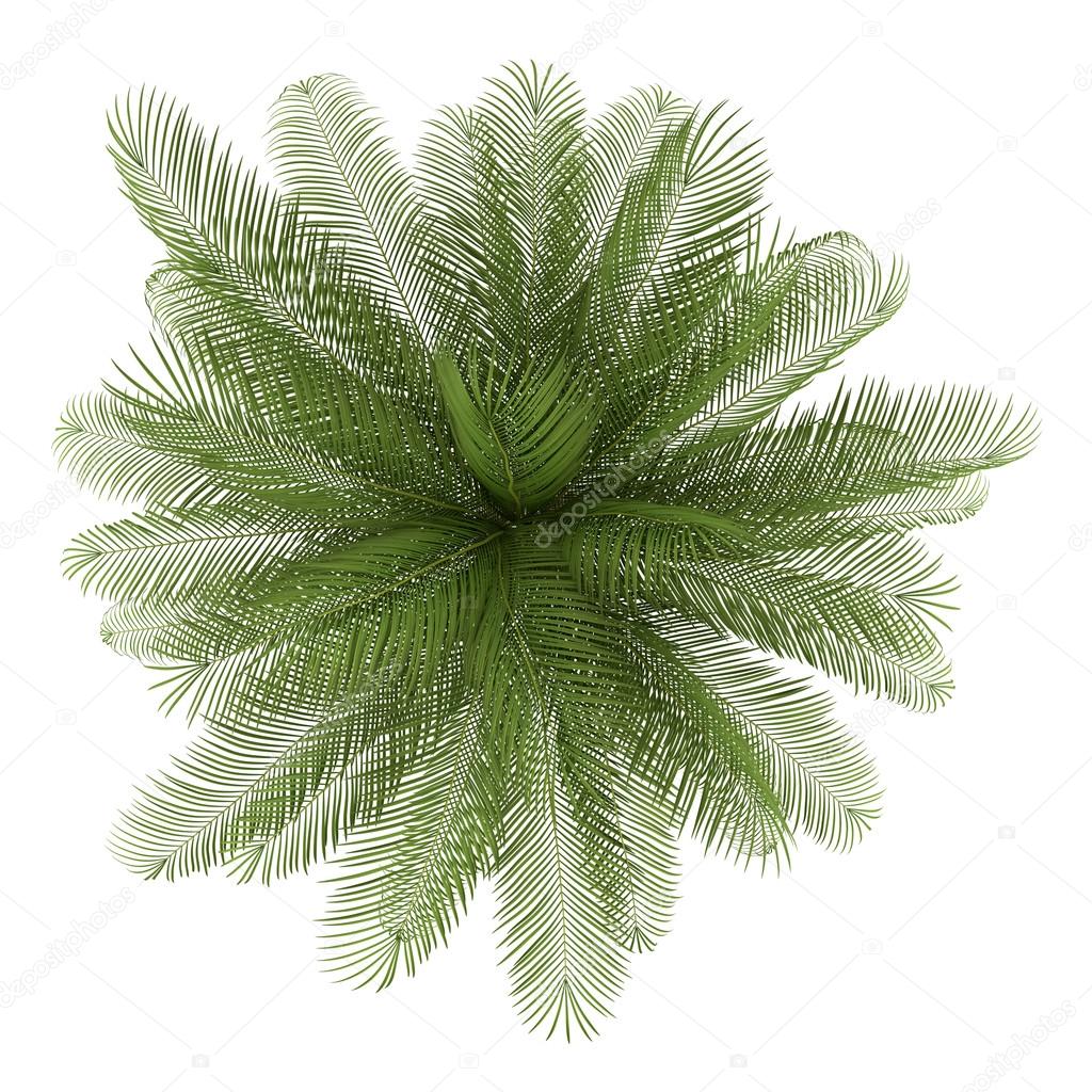 Top View Of Oil Palm Tree Isolated On White Background — Stock Photo
