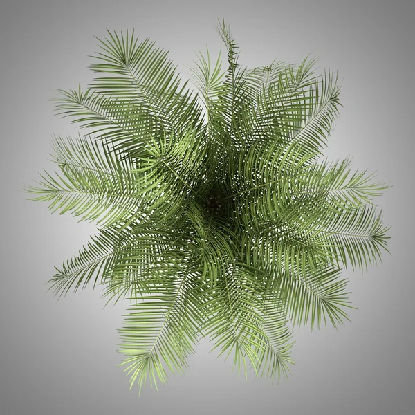 Top view of palm tree isolated on gray background
