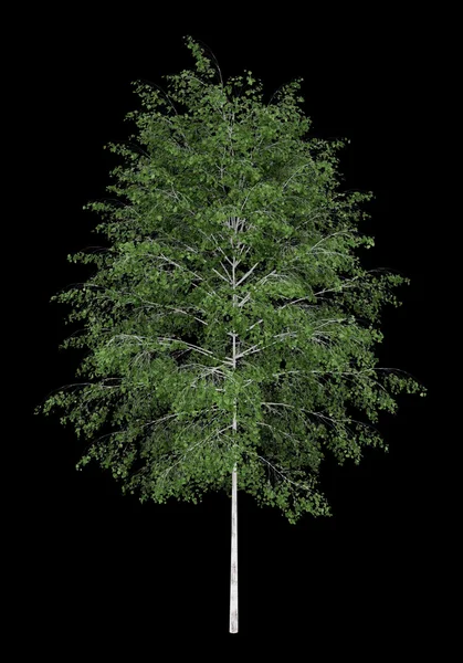 Silver birch tree isolated on black background