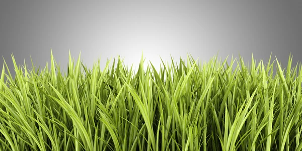 Green grass isolated on gray background