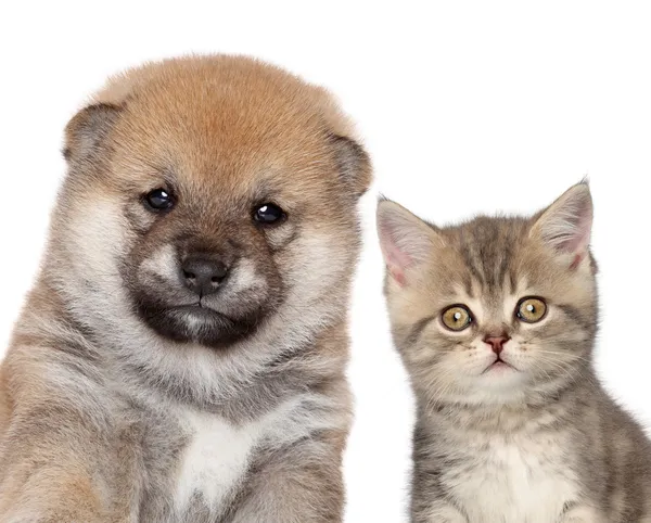 Puppy and kitten, close-up portrait