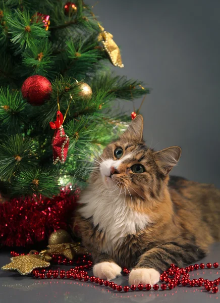 Cat and christmas