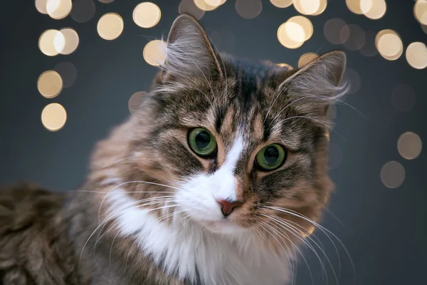 Stock Photo: Fluffy cat