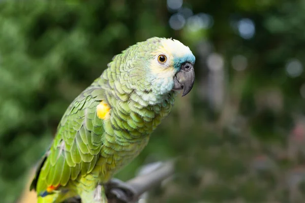 Сolorful parrot closeup