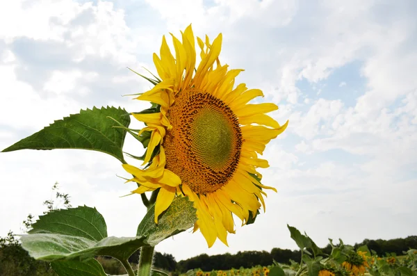Big yellow sunflower and cloudy sky