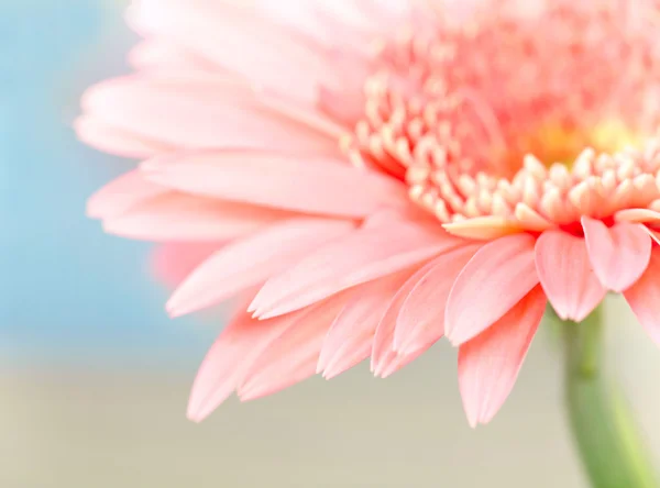 Closeup photo of pink daisy-gerbera