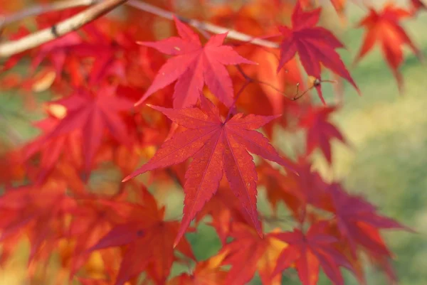 Red foliage of Acer Palmatum, commonly known as Japanese Maple