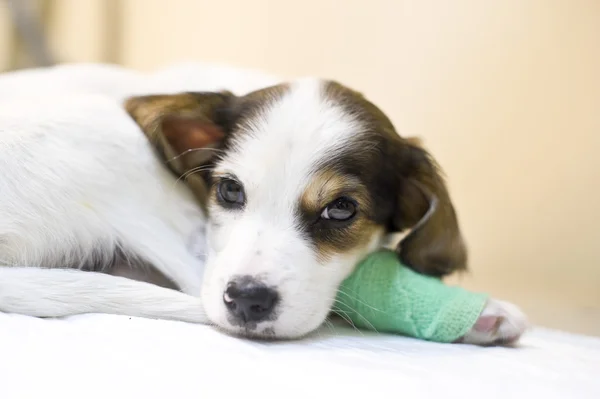 Dog getting bandage on his leg