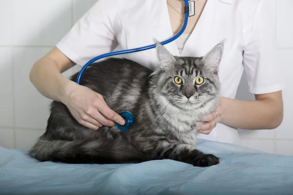 Veterinarian examining a cat