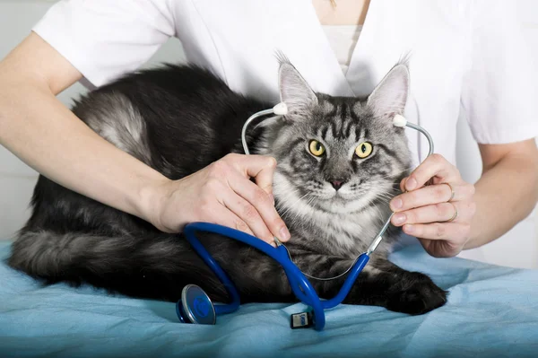 Veterinarian examining a cat