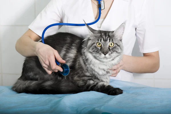 Veterinarian examining a cat