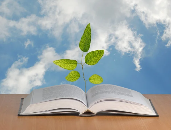 Eucalyptus tree growing from open book