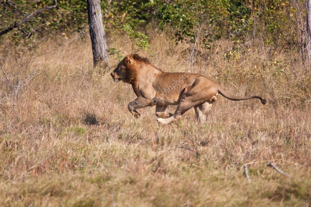 Chasse au Lion mâle course vite — Photo 21905545 Chasse au Lion mâle course vite — Photo 21905545