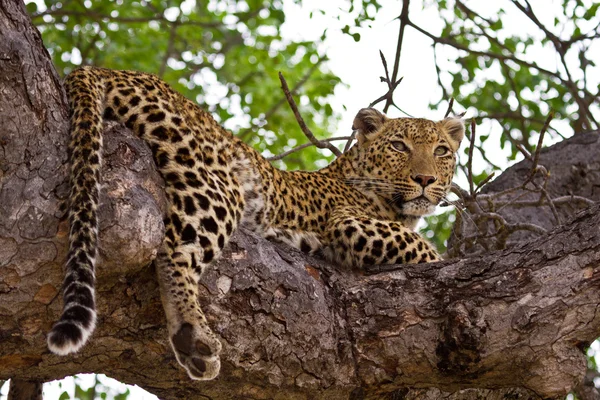 Leopard lying in tree