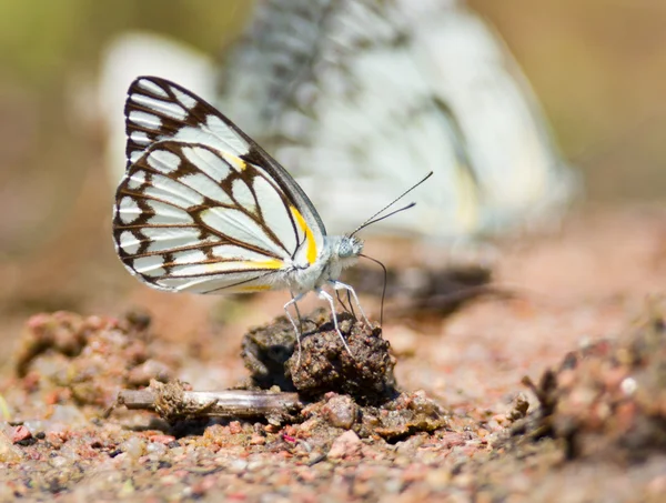 Butterfly sitting on ground