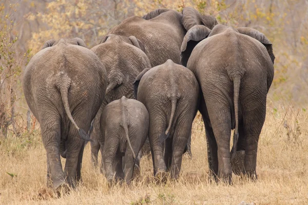 Breeding herd of elephant walking away int the trees