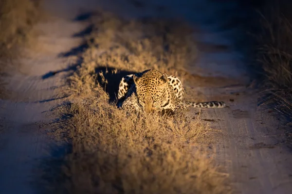 Lovely female leopard walking in nature night in darkness