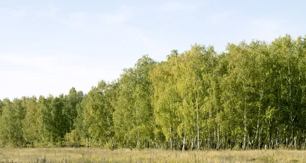 Birch forest landscape