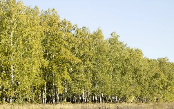 Birch forest landscape