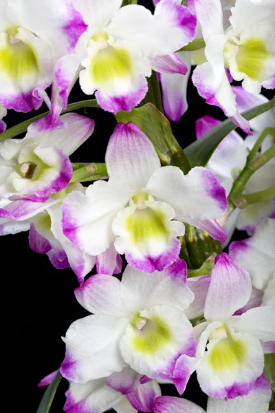 Dendrobium Orchid hybrids. Isolated on black