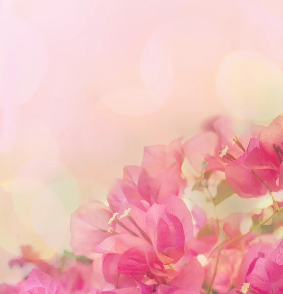 Beautiful abstract floral background with pink flowers. Border d