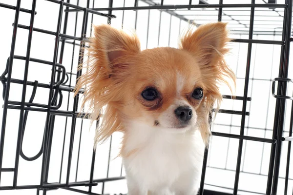 Chihuahua in kennel