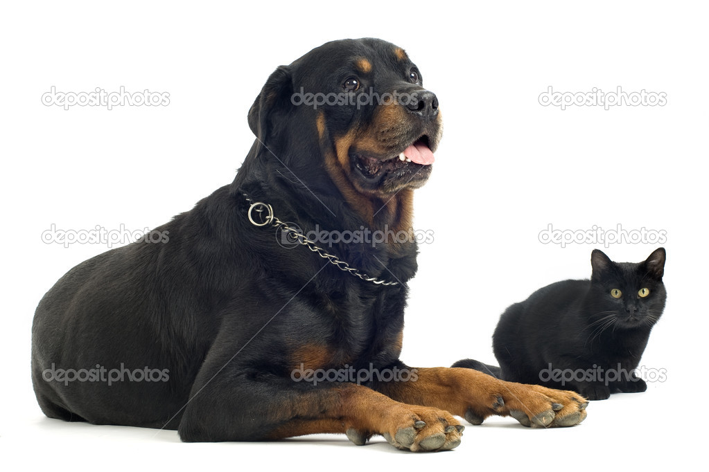 rottweiler and cats rottweiler and cat stock photo 169 cynoclub 15829395 rottweiler and cats rottweiler and cat stock photo 169 cynoclub 15829395