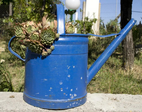 Green plant in a blue bucket