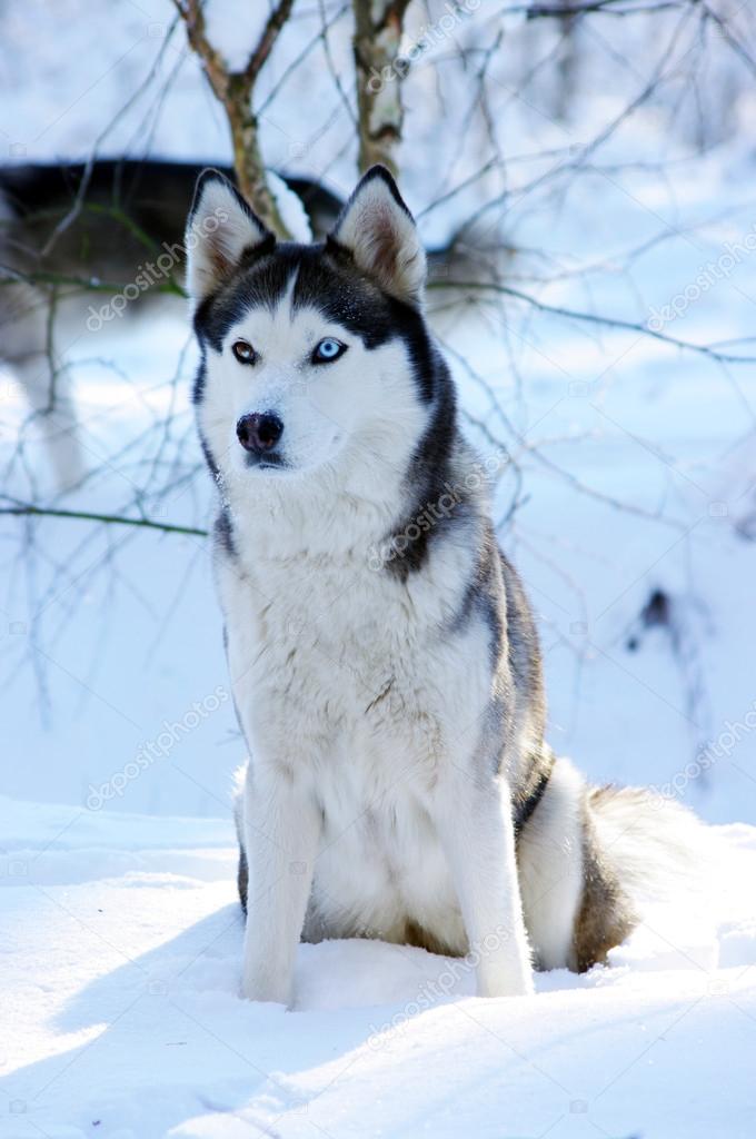 Sled Dog With Eyes Sled Dog With Eyes