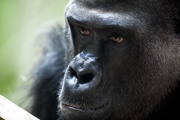 Portrait of  male gorilla