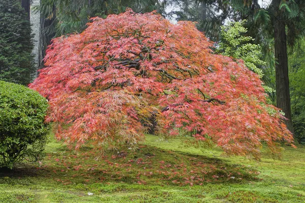 Old Japanese Maple Tree in Autumn
