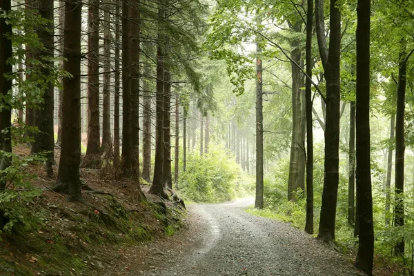 Forest trail in the misty early autumn morning