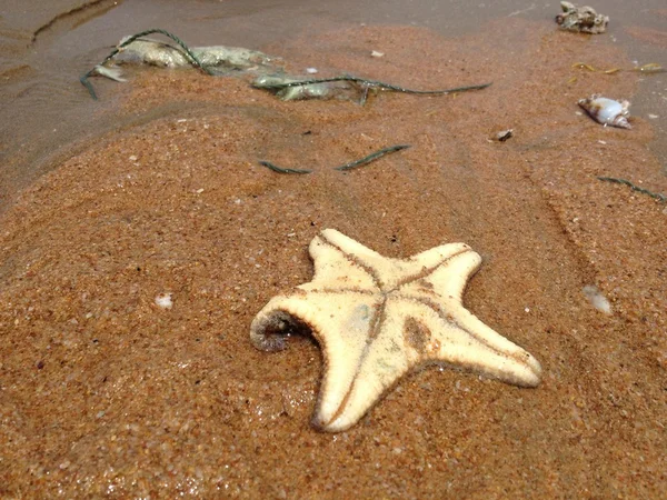 Travel in Thailand. Pattaya beach, sea, boat, starfish