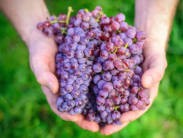 Hand Holding Fresh Bunch of Grapes