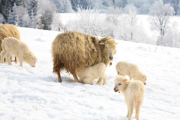 Mother breast feeding her little lamb. Maternal instinct.