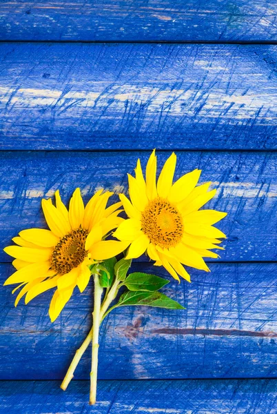 Two yellow sunflowers painted fence