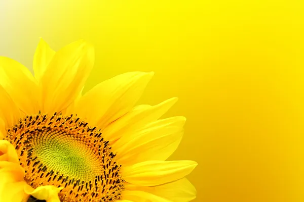 Sunflower on summer background
