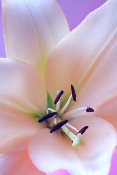 Close up view of nice fresh Madonna lily flower