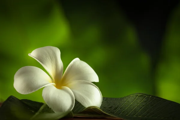 Close up view of frangipani flower