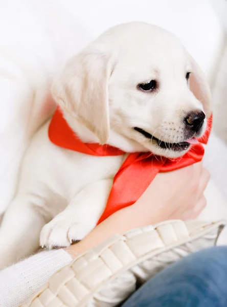 Puppy with red ribbon on the neck on the hands
