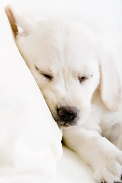 Close up of sleeping puppy on the sofa