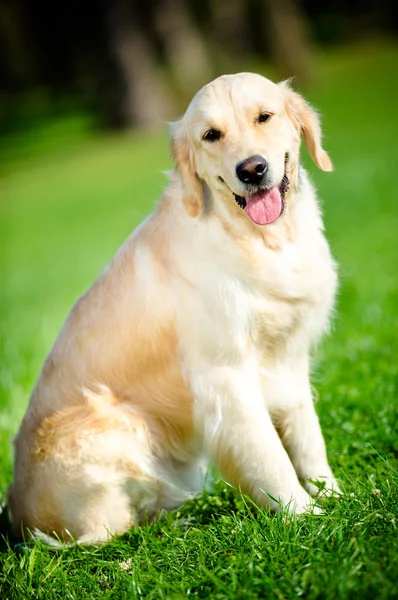 Portrait of funny retriever sitting on the green grass