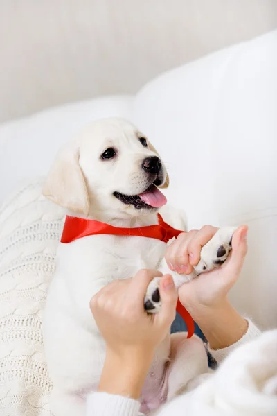 The female owner hands the paws of puppy