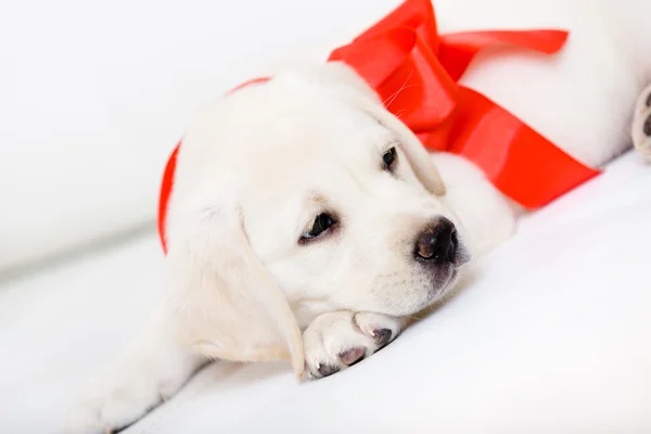 Puppy with red ribbon on his neck