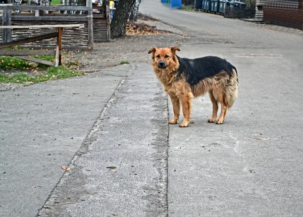 Alone homeless dog on the asphalt road, environment.