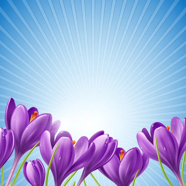 Spring flowers on a blue background