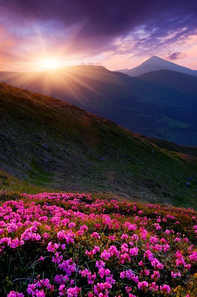 Spring flowers and sunset