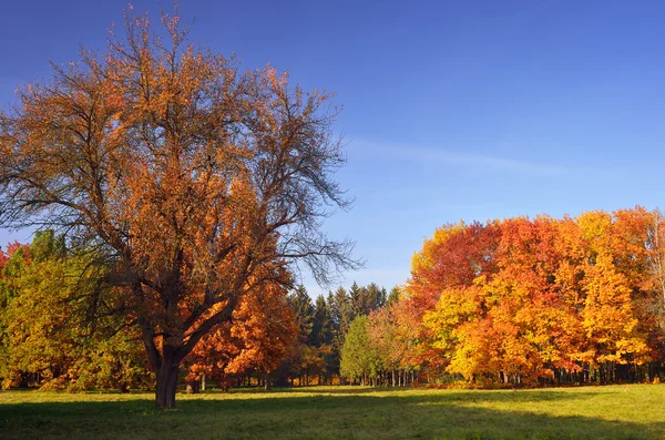 autumn landscape — Stock Photo #31570191